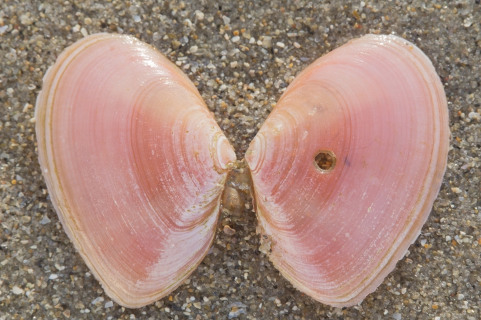 Borehole by necklace shell