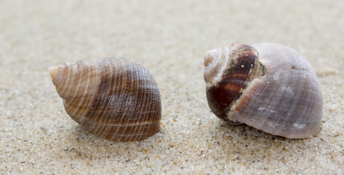 Shells common periwinkle