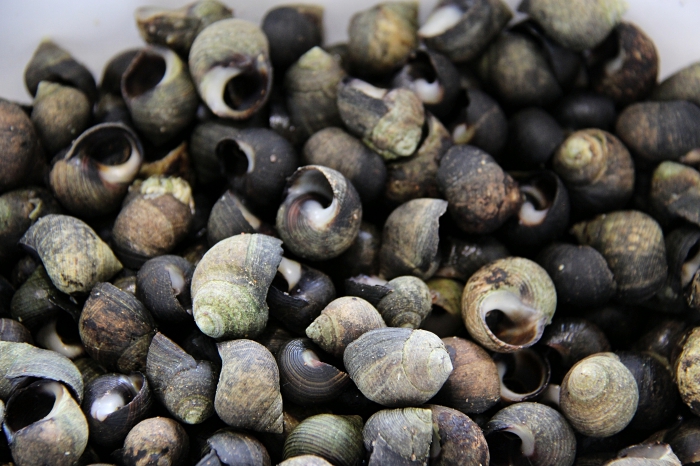 Cooked periwinkles