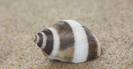 Shell northern dog whelk