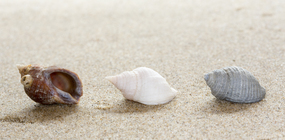 Shells northern dog whelk