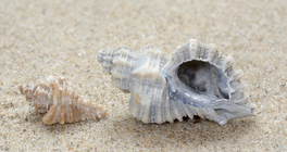 Fossil shells European sting winkle