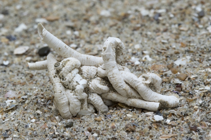 Fossil snails Petaloconchus glomeratus