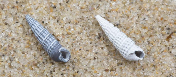 Fossil shells needle whelk
