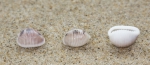 Shells European cowrie