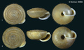 Mollusca (molluscs)