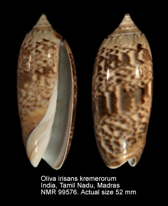 Oliva irisans kremerorum