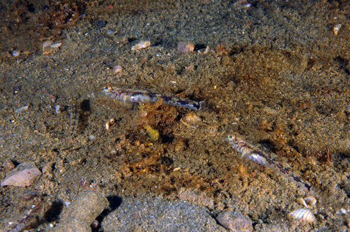 Pomatoschistus pictus (adriaticus)