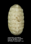 Leptochiton cancellatus