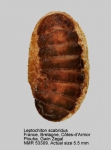 Leptochiton scabridus