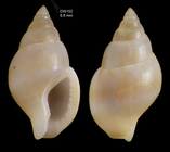 Mitrella templadoiParatype from the type locality in the Strait of Gibraltar, Balgim DR152 (6.8 mm)
