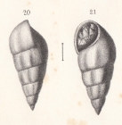 Rissoa mosensis Buvignier, 1852