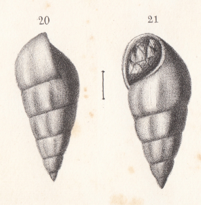 Rissoa mosensis Buvignier, 1852 Rissoa mosensis Buvignier, 1852