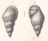 Rissoa virdunensis Buvignier, 1852