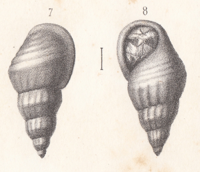 Rissoa virdunensis Buvignier, 1852 Rissoa virdunensis Buvignier, 1852