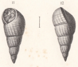 Rissoa subclathrata Buvignier, 1852