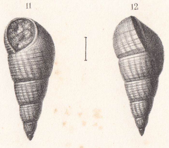 Rissoa subclathrata Buvignier, 1852 Rissoa subclathrata Buvignier, 1852