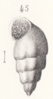 Rissoa moreana Buvignier, 1852