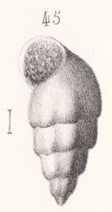 Rissoa moreana Buvignier, 1852 Rissoa moreana Buvignier, 1852