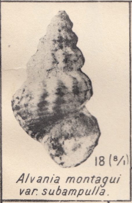 Alvania subampulla Zhizhchenko, 1936 Alvania subampulla Zhizhchenko, 1936