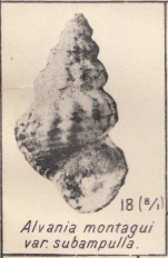 Caenogastropoda