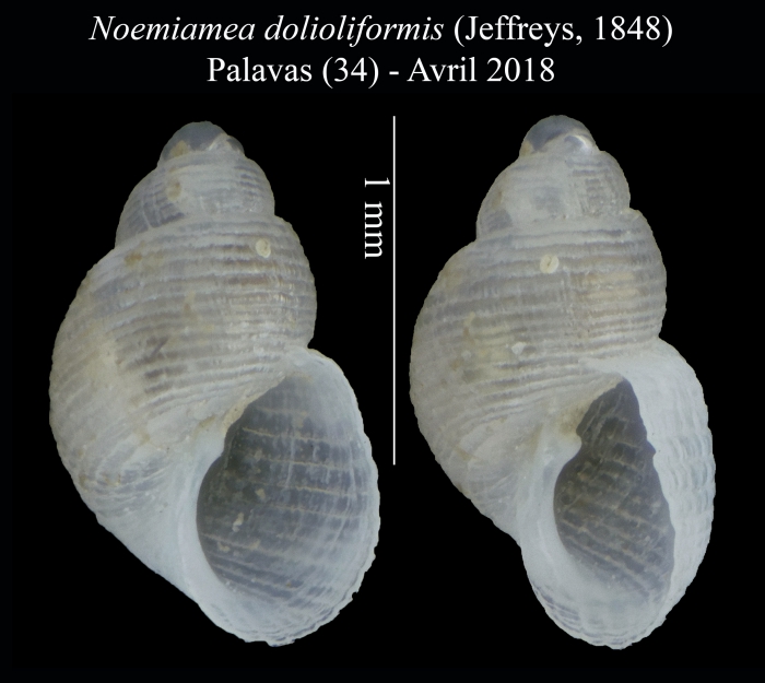 Noemiamea dolioliformis