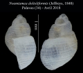 Mollusca (molluscs)