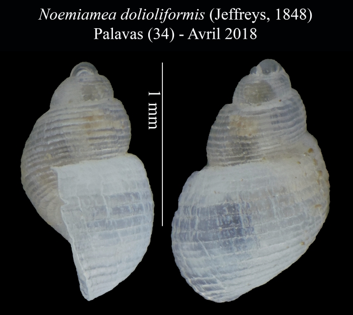 Noemiamea dolioliformis