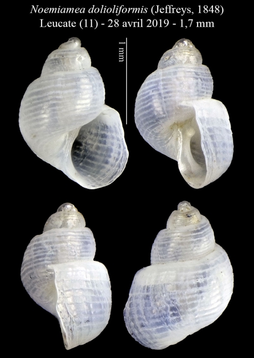 Noemiamea dolioliformis