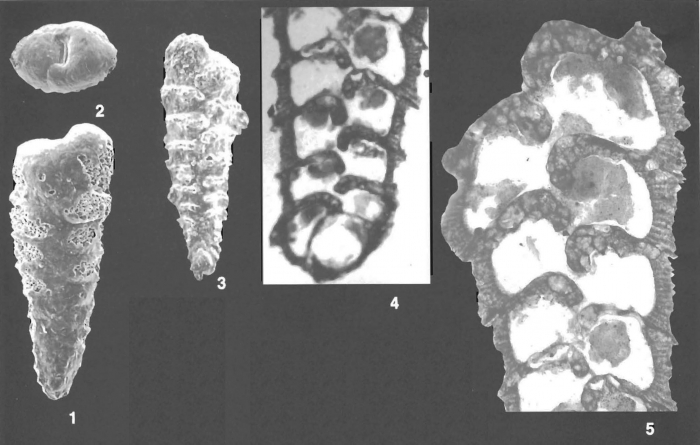 Textularia fistula Cushman identified specimens