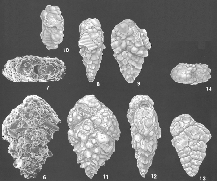 Textularia foliacea Heron-Allen & Earland Identified Specimens