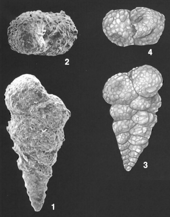Textularia cushmani Said Identified Specimens