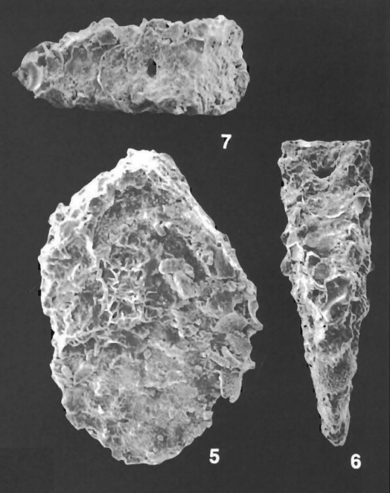 Textularia Milletti Cushman Identified Specimen Textularia Milletti Cushman Identified Specimen