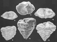 Textularia truncata Hlund Identified Specimens