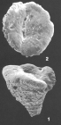 Textularia orbica Lalicker & McCulloch Identified Specimen