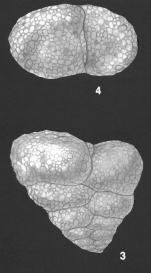 Textularia semialata Cushman Identified Specimen