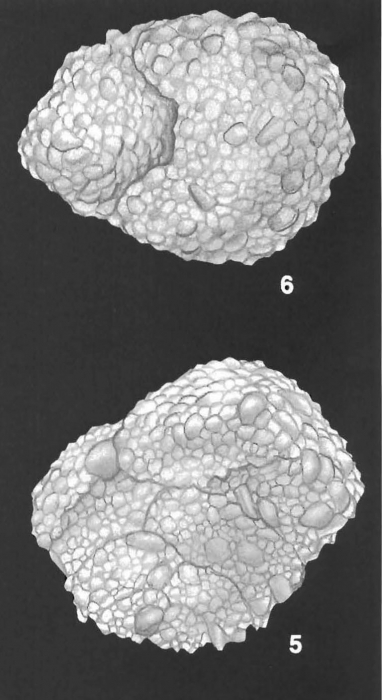 Textularia pseudosolita Zheng Identified Specimen