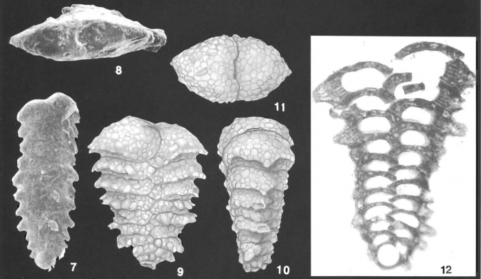 Textularia tubulosa Zheng Identified Specimens Textularia tubulosa Zheng Identified Specimens