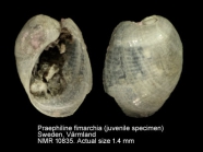 Praephiline finmarchica