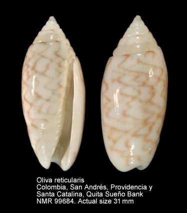 Oliva reticularis