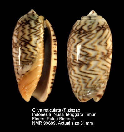 Oliva reticulata