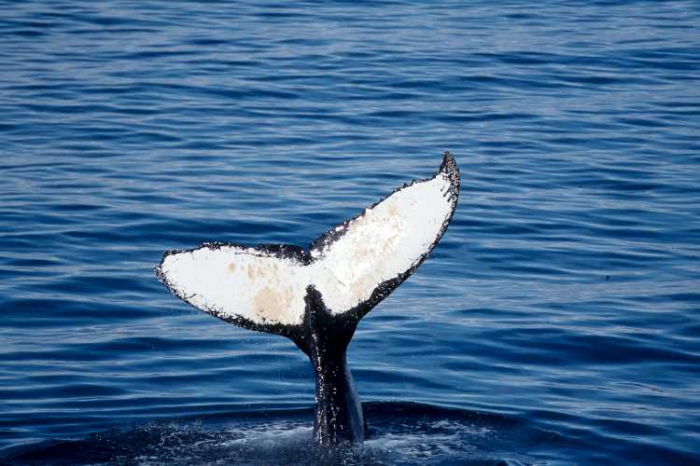 Megaptera novaeangliae - humpback whale