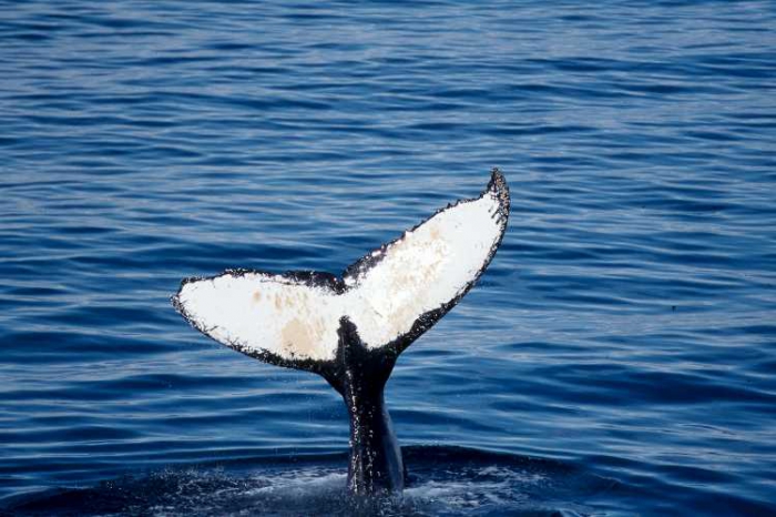 Megaptera novaeangliae - humpback whale Megaptera novaeangliae - humpback whale