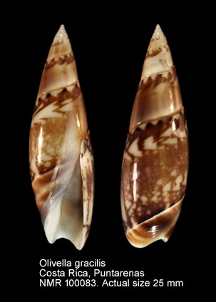 Olivella gracilis