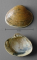 Mollusca (molluscs)