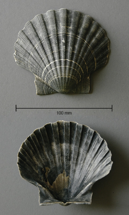 Pecten maximus