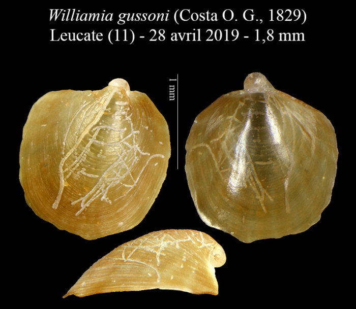 Williamia gussoni (Costa O. G., 1829) 