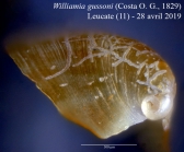 Williamia gussoni (Costa O. G., 1829) 