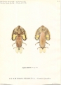 Crustacea (crustaceans)