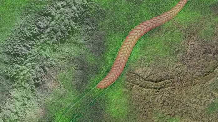 Yilingia spiciformis artist interpretation of trace and animal